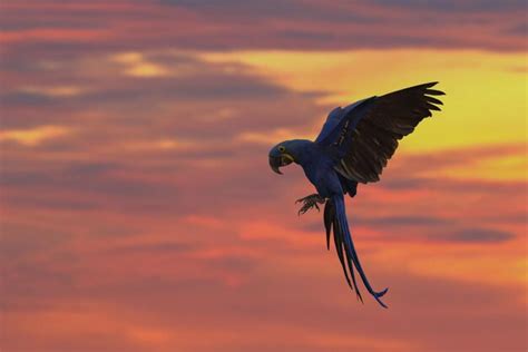 Premium Photo | Hyacinth macaw flying in beautiful sky at sunset