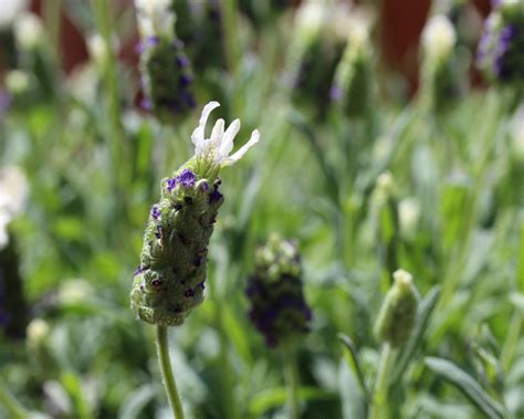 French Lavender Hgtv