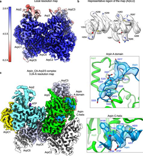 Cryo EM Structure Of Arpin CA Bound To Arp2 3 Complex A Cryo EM Map Of