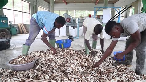 Cassava Animal Feed