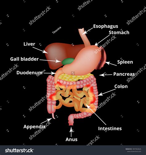 Anatomical Structure Abdominal Organs Spleen Liver 库存矢量图（免版税）1897064626