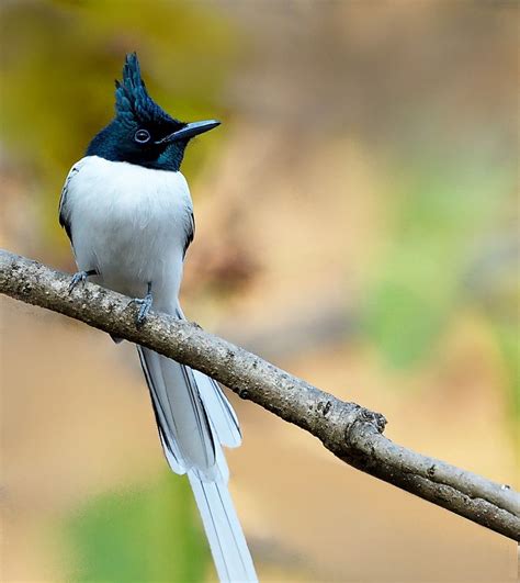 Asian Paradise Flycatcher By Yogesh Bhandarkar On 500px Most