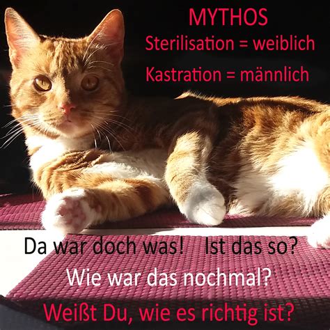 Sterilisation oder Kastration Naturheilpraxis für Tiere und