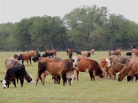 Dscn7457 South Texas Cattle Marketing