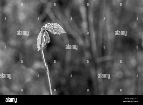 Hazel Shrub Black And White Stock Photos And Images Alamy