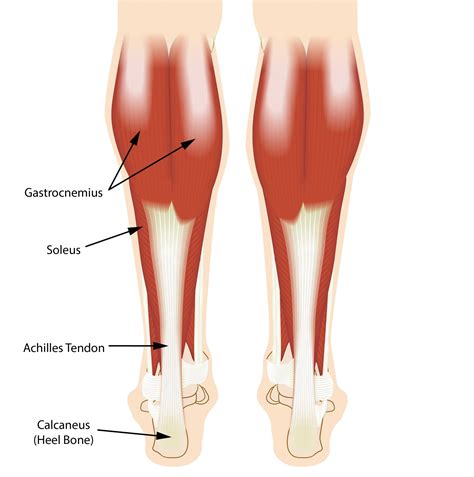 Anatomy Of The Achilles Larson Sports And Orthopaedics