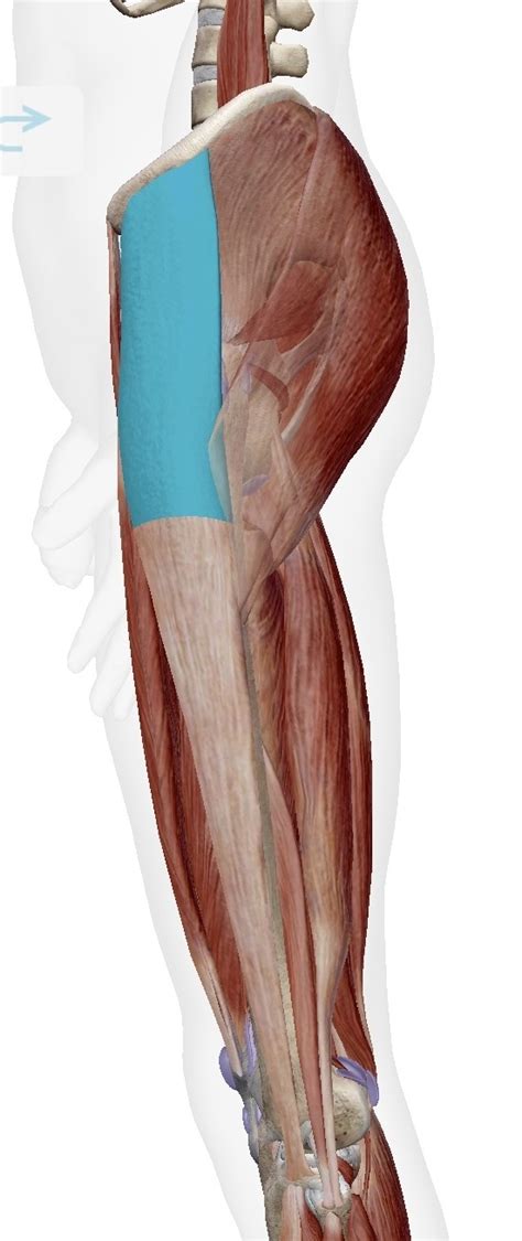 대퇴근막장근 넙다리근막긴장근 Tensor Fasciae Lataetfl 장경인대 엉덩정강띠 Iliotibial