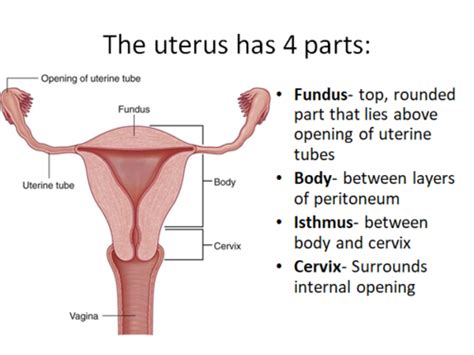 Anatomy Female Repro 2 Exam 1 Flashcards Quizlet