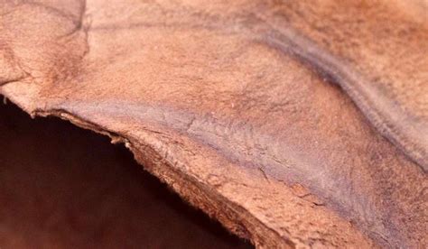 What Are Vegan Leather Products Made Of Arad Branding