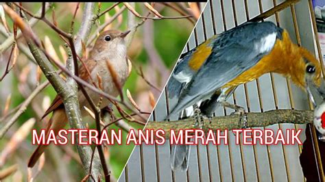 Master Suara Anis Merah Anda Dengan Ini Dijamin Joss Youtube