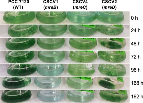 The Inorganic Nutrient Regime And The Mre Genes Regulate Cell And