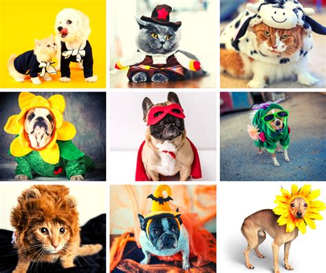 Discover Bradenton's Halloween Pet Costume Contest