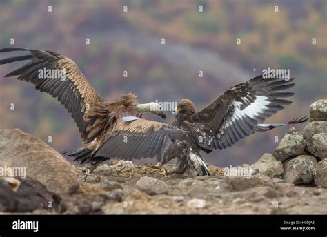 Vulture And Eagle Fight