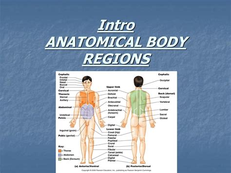 Abdominal Body Regions