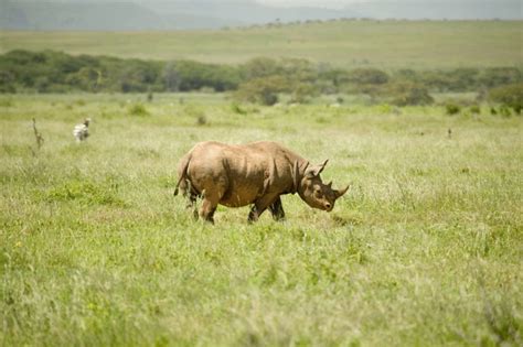 12 Of The Best Places To See Rhinos In Kenya AFKTravel