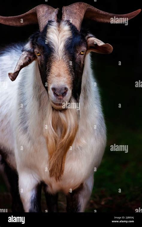 Domestic Goat Capra Hircus Male Hi Res Stock Photography And Images Alamy