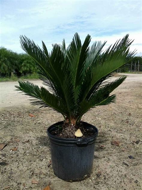 Cycas Revoluta King Sago Palm Cycad Plantvine