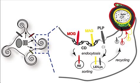 Frontiers Axon Glia Interaction And Membrane Traffic In Myelin