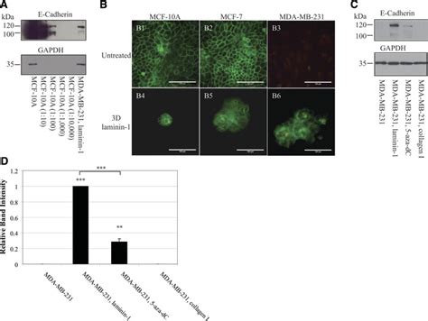 Laminin 1 Induces Expression Of E Cadherin In Mda Mb 231 Breast Cancer