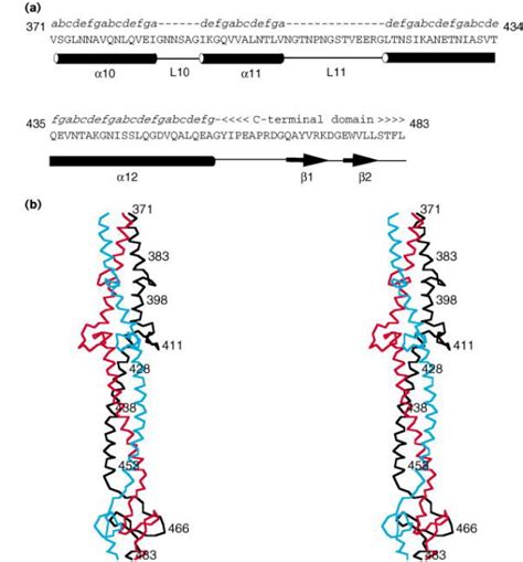 Structure Of Bacteriophage T4 Fibritin A Segmented Coiled Coil And The