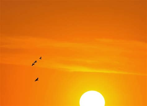 Free Images Beach Landscape Nature Horizon Bird Wing Cloud Sky