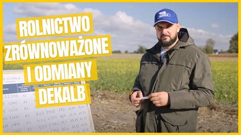 Kukurydza Dekalb w Kaszewach wydała dużo suchego ziarna YouTube