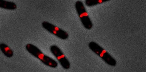 Un Estudio Del Csic Revela Un Mecanismo De La E Coli Que Puede