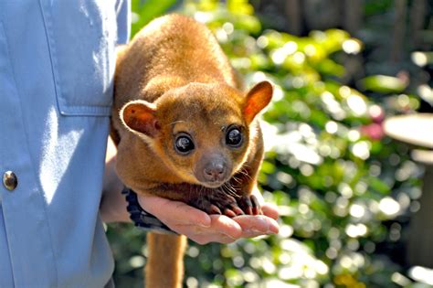 MEET THE KINKAJOU - Wild Animal Safari