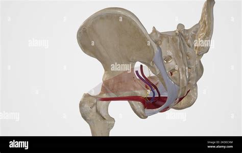 Anatomy of Lesser Sciatic Foramen Stock Photo - Alamy