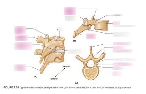 Typical Thoracic Vertebra Diagram Quizlet