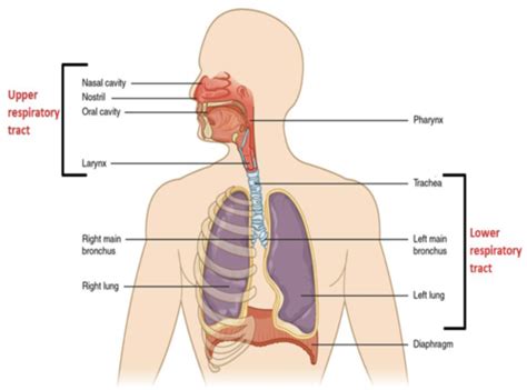 Histology Of The Respiratory Tract Flashcards Quizlet