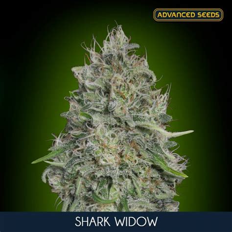 Shark Widow U Fem Advanced Seeds Green Queen