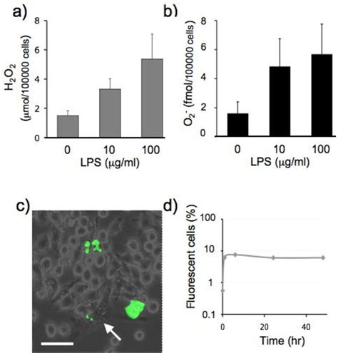 Ros Production By Activated J A Cells J A Macrophage Precursor