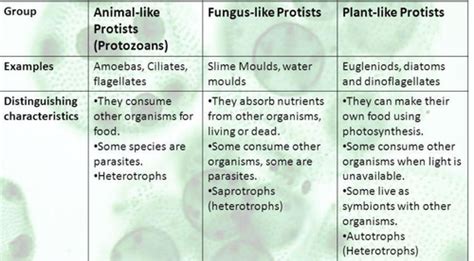 Lab Practical Bio 205 Flashcards Quizlet