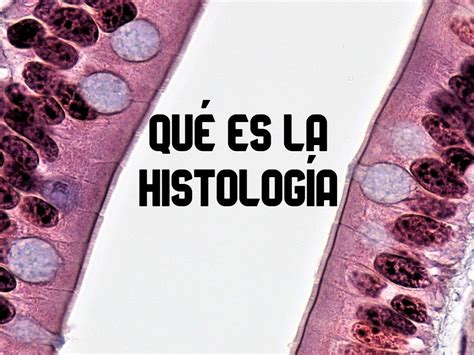 Qu Es La Histolog A Qu Estudia Su Importancia E Historia Significados