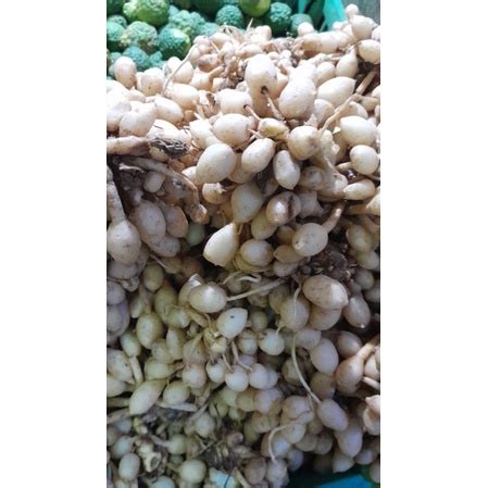 jual kunyit putih gombyok gr shopee indonesia