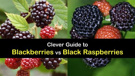 Black Raspberry Vs Blackberry ¿cuáles Son Las Diferencias Mi Diario De Campo