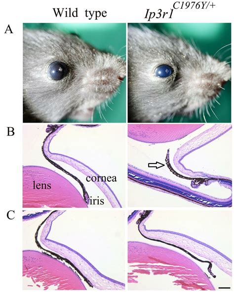 Short Term Mydriasis Phenotype In Ip3r1 C1976y Mice Awild Type Mouse