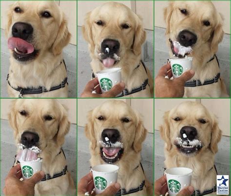 Puppuccino Starbucks Coffee Secret Menus