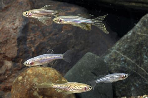 Assorted Longfin Danio Regular