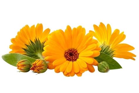 Calendula Officinalis Flower