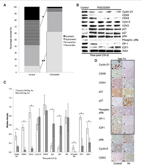 Pdf The Cdk46 Inhibitor Pd0332991 Reverses Epithelial Dysplasia