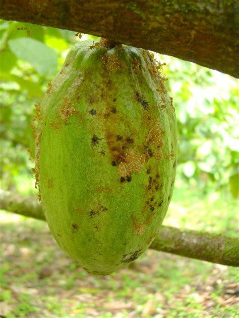 Cocoa Black Pod