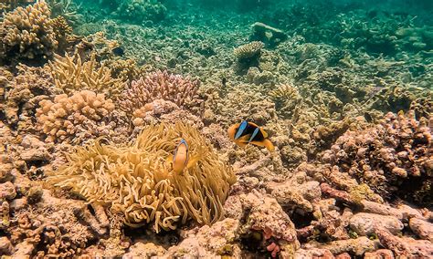 Civa Pearl Farm Matangi Private Island Resort Fiji