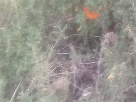 Gulf Fritillary From Puerto Madero Caba Argentina On January