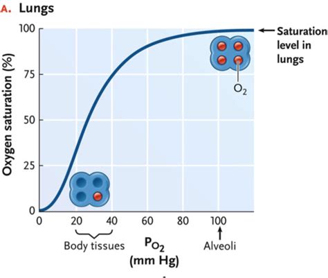 Biology Haemoglobin Flashcards Quizlet