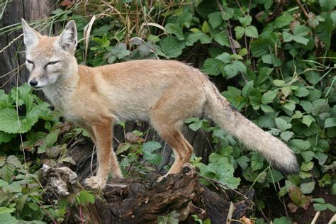 Corsac Fox Saarbrucken Zoo 7th September 2010 Zoochat