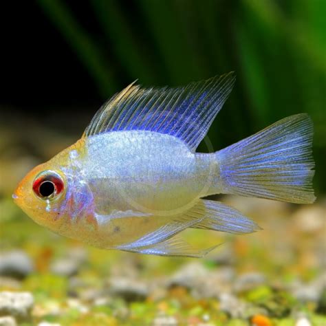 CICHLID RAM GOLD HEAD ELECTRIC BLUE Mikrogeophagus Ramirezi