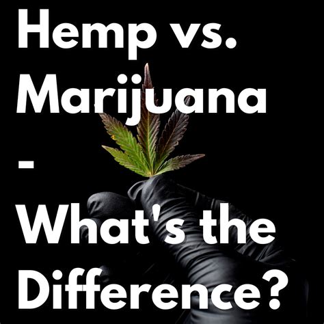 Hemp vs Marijuana - What's the Difference? – Power Biopharms