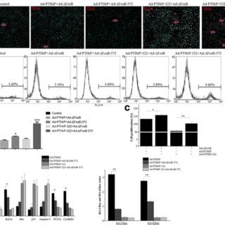 Regulatory Effects Of Pthrp On Proliferation And Apoptosis Of Goat